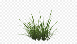 Green Grass Background clipart - Drawing, Plant, Green ...