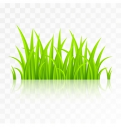 Grass isolated on transparent background