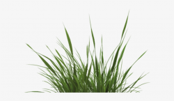 Drawn Grass Transparent - Grass Texture Png PNG Image ...