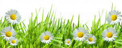 Large Transparent Grass with Dew and Daisies | Flower border ...