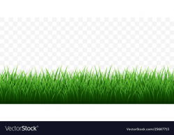 Green grass border set on transparent background