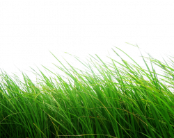 Grass HD PNG Transparent Grass HD.PNG Images. | PlusPNG