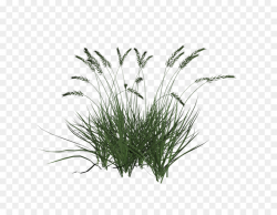 Grass Background