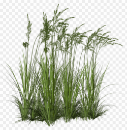ornamental grass PNG image with transparent background | TOPpng