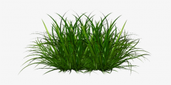 Ornamental Grass Png - Portable Network Graphics - Free ...