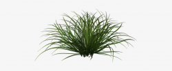 Ornamental grass png - 15 transparent clip arts and logos ...