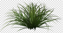 Green grass , Ornamental grass Plant , grass transparent ...