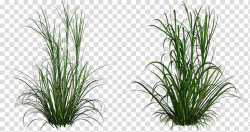 Two green leafed plants, Ornamental grass , grass ...