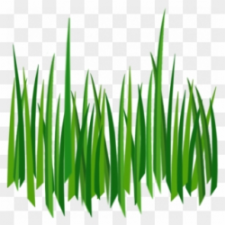 Free PNG Grass Clip Art Download - PinClipart