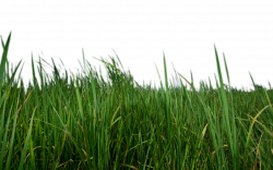 Grass Png Strands Image Clipart - Real Grass Png Transparent ...