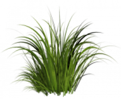 GRASS PNG Clipart Free Images