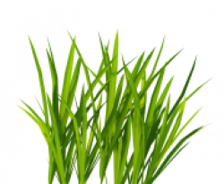 GRASS PNG Clipart Free Images