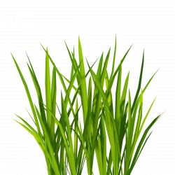 Texture mapping Lawn Clip art - real grass png download ...