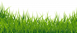 Download Grass Vector PNG Image for Free