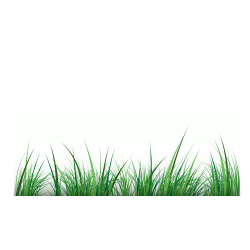 Green Clip art - Grass vector material png download - 3125 ...