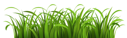 PNGPIX-COM-Grass-Vector-PNG-Transparent-Image – Supernatural ...