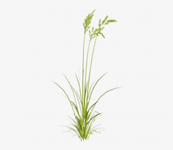 Grasses Watercolor Painting - Sweet Grass - Free Transparent ...