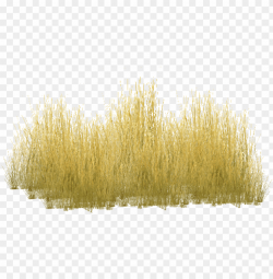yellow grass PNG image with transparent background | TOPpng