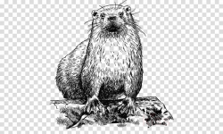 groundhog gopher beaver nutria gerbil clipart - Groundhog ...
