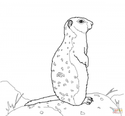 Groundhog Clipart ground squirrel 2 - 1200 X 1112 Free Clip ...