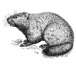 Groundhog illustration clipart free stock photo public ...