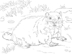 Realistic Groundhog coloring page | Free Printable Coloring ...