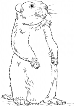 Image result for groundhog clipart black and white ...