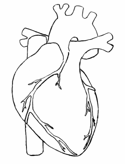 Anatomical Heart Clipart - Clip Art Library