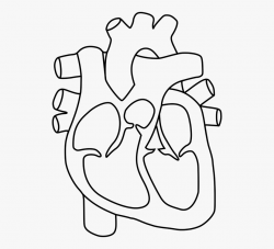 Anatomical heart clipart black and white clipart images ...