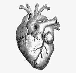 Anatomy Of The Heart Clipart - Anatomical Heart Vector Png ...