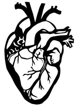 Free Anatomical Heart Silhouette, Download Free Clip Art ...