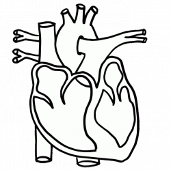 Anatomical heart clipart clipart images gallery for free ...