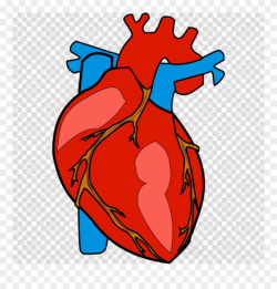 Human Heart Clipart Heart Clip Art - Human Body Heart Clipart - Png ...