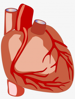 Science Clipart Heart - Human Heart Clipart - Free Transparent PNG ...