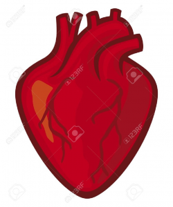 Human Heart Clipart | Free download best Human Heart Clipart on ...
