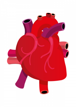 Free Human Heart Pictures Images, Download Free Clip Art, Free Clip ...