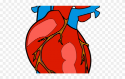 Organs Clipart Biological Heart - Human Body Heart Clipart - Png ...