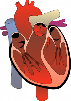 Human heart clip art free clipart images 2 - ClipartBarn