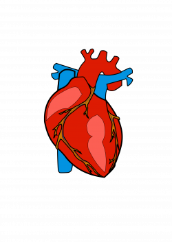 Real heart human heart clipart clipground 2 - WikiClipArt