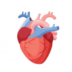 Real heart clipart » Clipart Portal