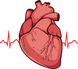 Real heart clipart 2 - WikiClipArt