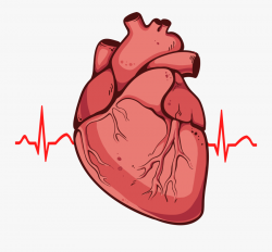 Real Heart Clipart - Real Heart Easy Drawing , Free ...