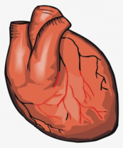 Real Heart PNG & Download Transparent Real Heart PNG Images ...