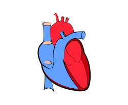 real heart png vector transparent without background image ...