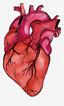 Anatomy Vector Human Heart Clipart Transparent Stock ...