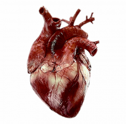 Real Heart Png & Free Real Heart.png Transparent Images ...