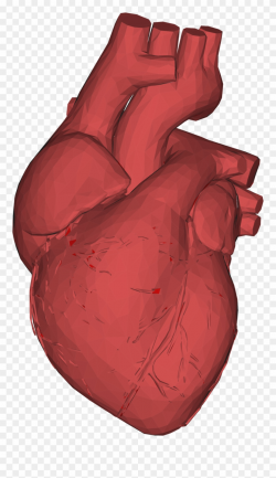 3d Computer Graphics Low Poly Heart Anatomy Thumb - Human Heart 3d ...