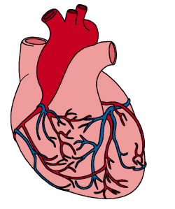 Free Human Heart Pictures Images, Download Free Clip Art, Free Clip ...