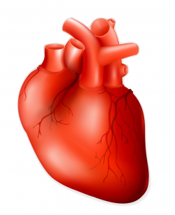 Free Heart Human, Download Free Clip Art, Free Clip Art on Clipart ...