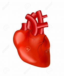 Human Heart Clipart | Free download best Human Heart Clipart on ...